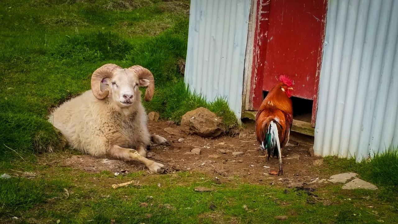 Grasteinn Guesthouse Þórshöfn Buitenkant foto